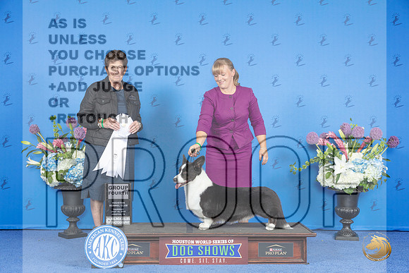 Cardigan Welsh Corgi #21 THUR G4 Judge Ann Yuhasz__JP_8511_Houston_2024_HR3