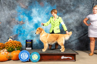 Golden Retriever #10 Sun BOB Judge Steve Keating
