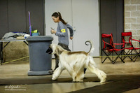 Afghan Hound Sat Ring