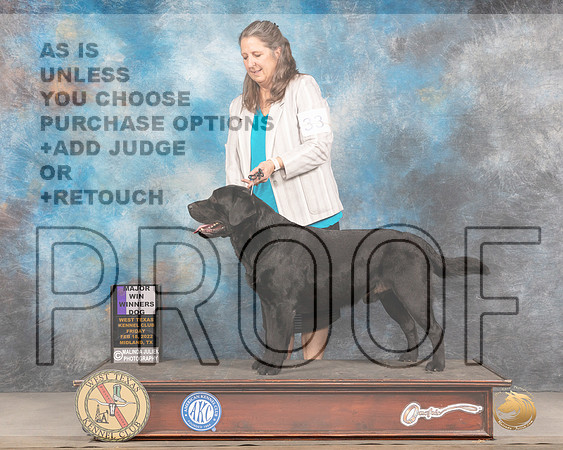 Labrador Retriever #32 Fri WD Judge Gary AndersenMMJ_3216_Mdlnd2022_HR3