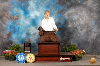 Cocker Spaniel ASCOB #6 Thur OHG3 Judge David Bolus
