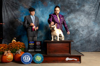 French Bulldog #11 Sat BOBOHBOB Judge Dr Daniel Dowling