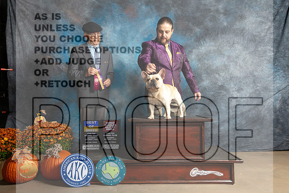 French Bulldog #11 Sat BOBOHBOB Judge Dr Daniel Dowling_MJ_5672_Belton_2022_HR3