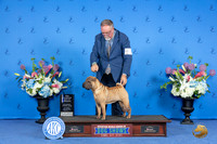 Chinese Shar Pei #16 SUN WB BOW NC Judge Wood Wornall