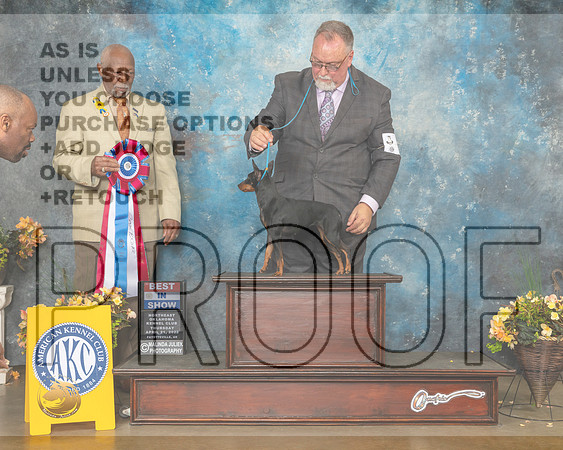Toy Manchester Terrier #6 Thur BIS Judge Eugene Blake-MMJ_9128-NWARK2022-HR3