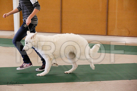 GermanShep-9564-NormNov13-HR