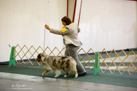 Australian Shepherd Sun S2 Ring