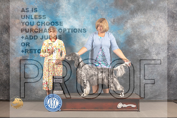 English Setter #12 WED SB Judge Jill Warren_MJ_1966_Houston_2022_HR3