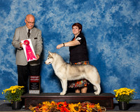 Siberian Huskies #14 Sun G2 Bailey Kevin E Laurie Judge Mr Gary L Andersen
