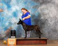 Dutch Shepherd #144 BF Judge Kathy Short
