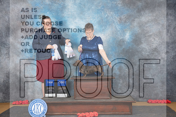 Dachshund Wire #8 Sun NT Judge Nitza Catino__JP_0706_Sulphur Springs_2024_HR3