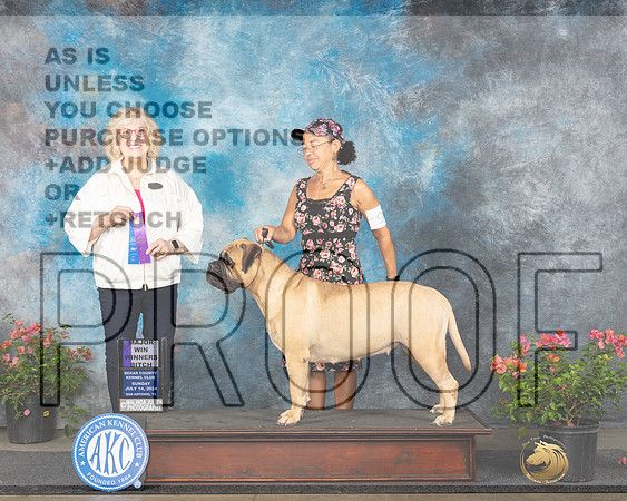 Bullmastiff #6 Sun WBM Judge Karen McFarlane_JP_6060e_San Antonio_2024-HR3