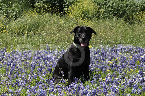 JennHartman-0208LR