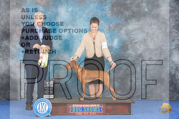 Vizsla #42 Wed BISweeps Judge Christopher Keith__JP_7482_Houston_2024_HR3