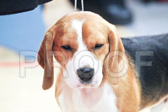 Beagle-8473LR