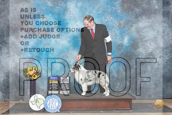 Miniature American Shepherd #7 Sat BOBGCH Judge Rick Gschwender__JP_0078_Abilene_2024_HR3