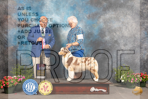 Australian Shepherd #18 WBBOS Judge Michael Canalizo_MJ_0204_SA_2022_HR3