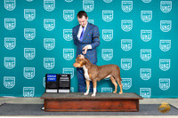 American Bully See NOTES