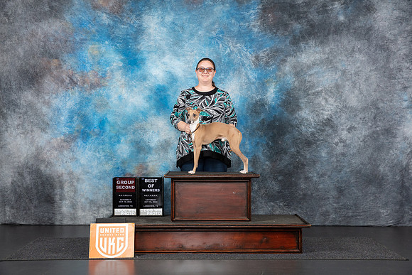 Italian Greyhound # Sat G2 BOW Judge Nancy Gallant__JP_1228_UKCLNGVIEWOCT2024_2024_HR3