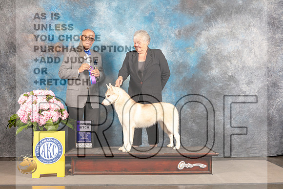 Siberian Husky #6 Thur WB Judge Luis Sosa_MJ_4492_Houston_2022_HR3