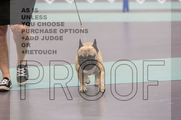 French Bulldog Sat Ring 2_JJL_0689_UKCLNGVIEWOCT2024_2024_HR3