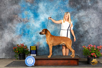 Rhodesian Ridgeback #15 Sat G3 Judge Victor Rosado