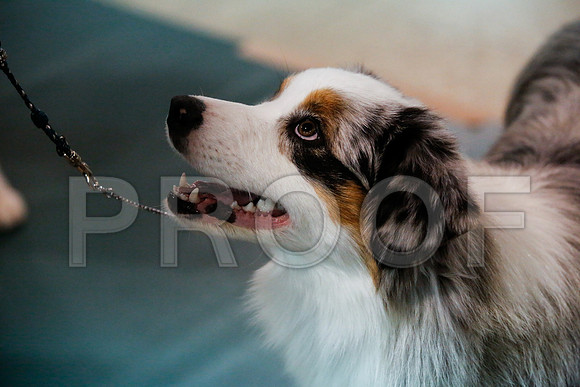 _JJ_7139-ASCACollegeStationNov2014-HR3