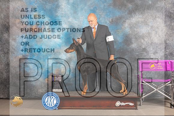 Doberman Pinscher #21 WED BOB Judge Barbara Alderman_MJ_2319_Houston_2022_HR3