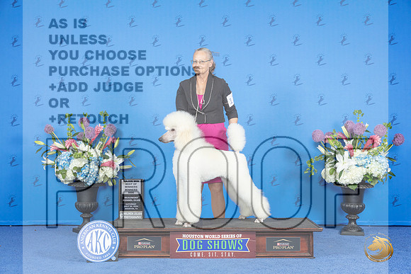 Poodle Standard #17 SAT WD BOW M Judge Sandra Lex__JP_0010_Houston_2024_HR3