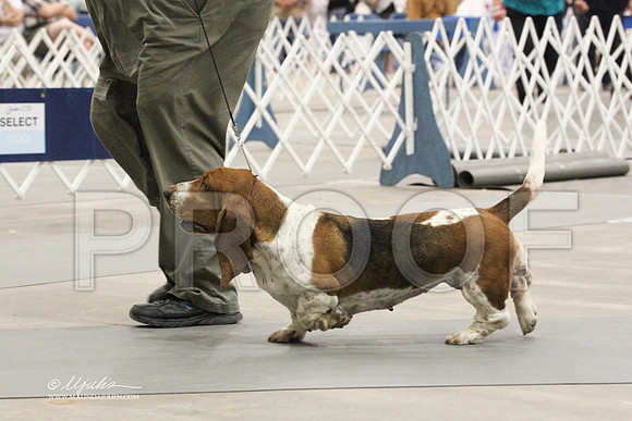 Basset-4652LR