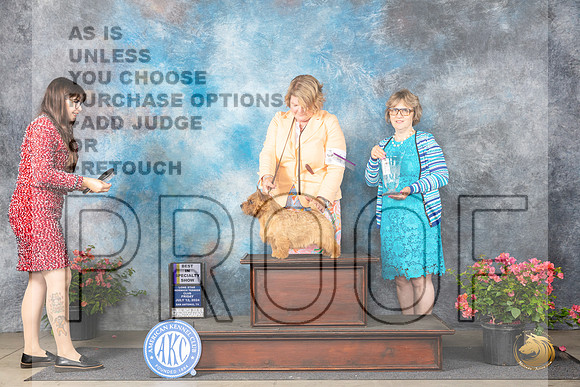 Norwich Terrier #41 Fri BISS Judge Elizabeth ‘Beth’ Sweigart__JP_4049_San Antonio_2024_HR3