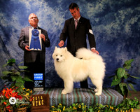 Samoyed #5 Sat Working Group 1 SNOLINE 'N SNOWATER'S ON A ROLL Breeder Skip Alexander and Kenneth D Granacki Owner Granacki Kenneth and Skip Alexander and Nancy Alexander Judge Dr Donald A Gill