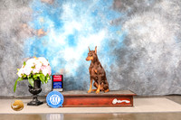 Doberman Pinscher #118 SUN Rally Judge?