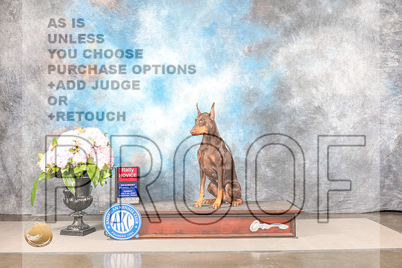 Doberman Pinscher #118 SUN Rally Judge?Doberman Pinscher #118 SUN Rally Judge?_MJ_7993_Houston_2022_HR3_Houston_2022_HR3