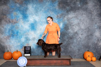 Boykin Spaniel #5 Sat BOB NCH Judge Tim Catterson