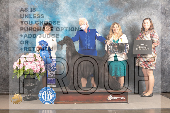 Afghan Hound #15 FRI G1 Judge Barbara Alderman_MJ_5765_Houston_2022_HR3