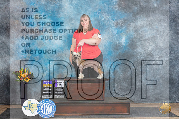 Chinese Crested #5 Sun BOB Judge Sandra Walker__JP_0016_Abilene_2024_HR3