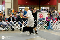 Border Collie #18 Sat Ring