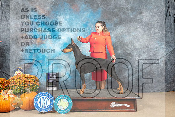 Doberman Pinscher #16 Sun WB Judge Donnelle Richards_MJ_6507_Belton_2022_HR3