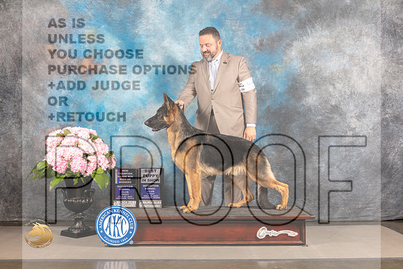 German Shepherd Dog #33 FRI WD BOW NCH Major Judge John Wade_MJ_5028_Houston_2022_HR3