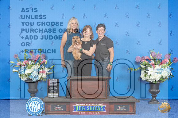 Norfolk Terrier #16 FRI WB BOS NC Judge Joao Machado__JP_9266_Houston_2024_HR3