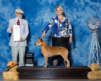 Australian Cattle Dogs #6 Sat G4 Lewis Jan M Kim R Broster Ruby Sisk Agent Colette Livingston Judge Dr Dale D Simmons