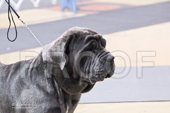 NeapolitanMastiff-0580LR