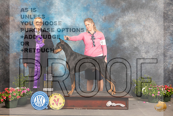 Doberman Pinscher #25 Sat WD Judge Robert Shreve_MJ_0573_SA_2022_HR3