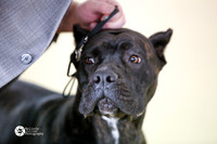 Cane Corso Sat Ring S1