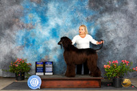 Afghan Hound #10 Sun BOBBOW Judge Victor Rosado r