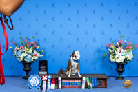 Border Collie SUN ATT FD