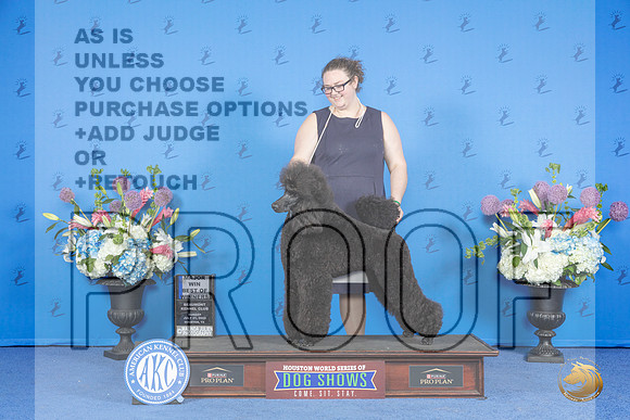 Poodle Standard #36 SUN WB BOW M Judge Douglas Johnson__JP_0789_Houston_2024_HR3