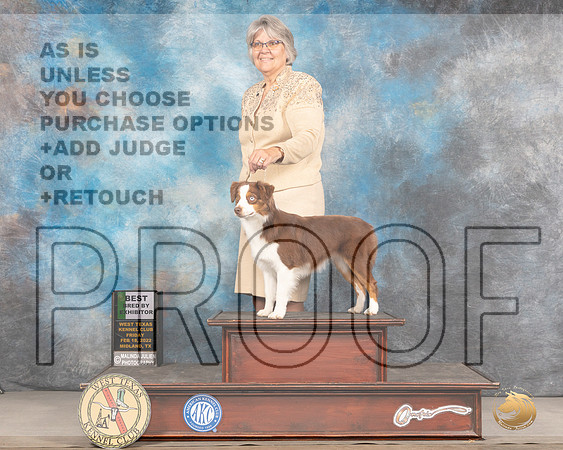 Miniature American Shepherd #8 Fri BBE Judge Denny MounceMMJ_2911_Mdlnd2022_HR3