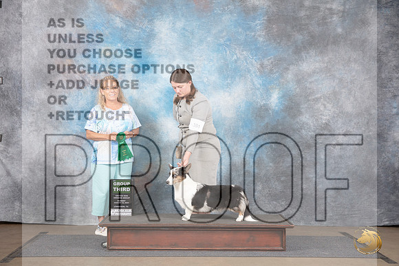 Cardigan Welsh Corgi #391 Sun G3 Judge Chandra Martin__JP_2895_LongviewTX_2024_HR3